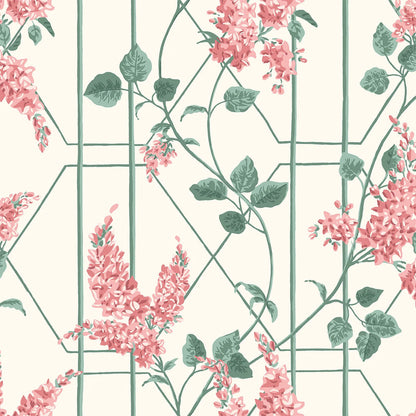 Carta da Parati "WISTERIA ROSA" Botanical | COLE & SON