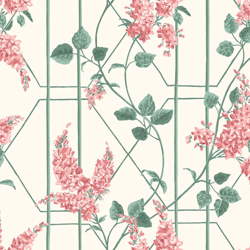 Carta da Parati "WISTERIA ROSA" Botanical | COLE & SON