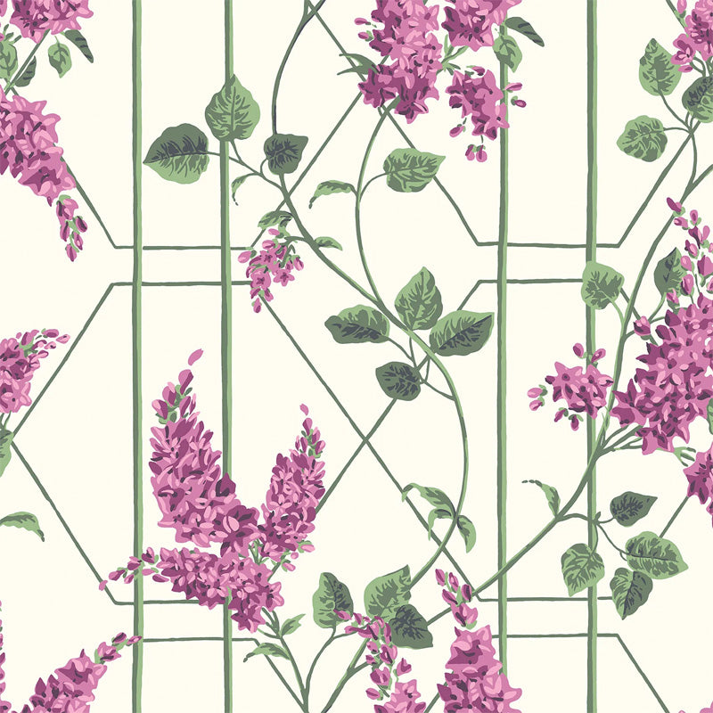 Carta da Parati "WISTERIA VIOLA" Botanical | COLE & SON