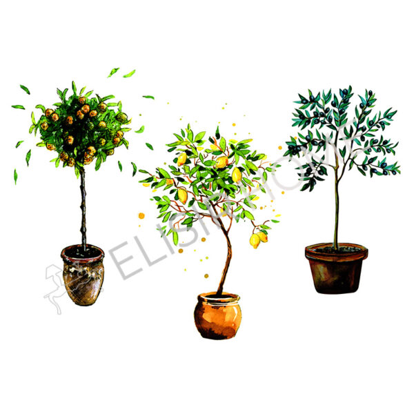 Stampa Trasferibile "SICILY TIME, SUMMER TREE" 28x40 cm